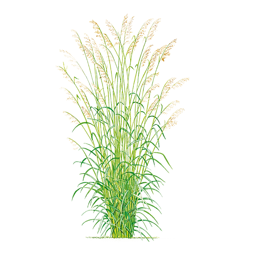 óleo essencial de palmarosa